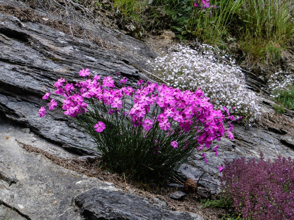 Appartementhaus Angerer - Feriendomizile Pichler Heiligenblut Bagian luar foto
