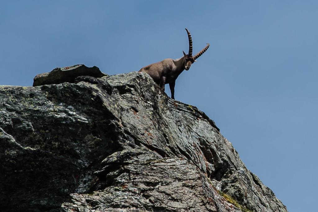 Appartementhaus Angerer - Feriendomizile Pichler Heiligenblut Bagian luar foto
